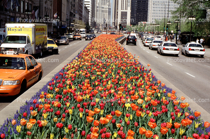 Tulips on Michigan Avenue, cars, automobiles, vehicles