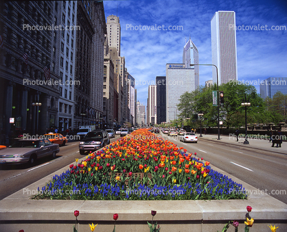 Tulips on Michigan Avenue