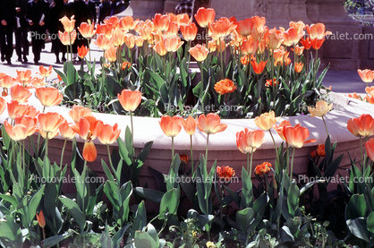 Tulips, Wrigley Plaza