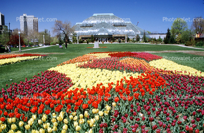Tulips, Lincoln Park Conservatory, building, spring, springtime