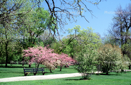 trees, path, pathway, blossom, spring, springtime, sunny, outside, outdoors, Lincoln Park