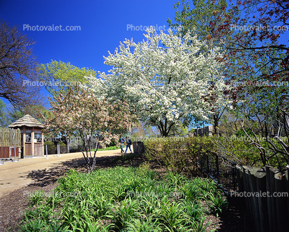Lincoln Park Zoo, trees, path, pathway, blossom, spring, springtime, sunny, outside, outdoors