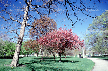 Lincoln Park, trees, path, pathway, blossom, spring, springtime, sunny, outside, outdoors
