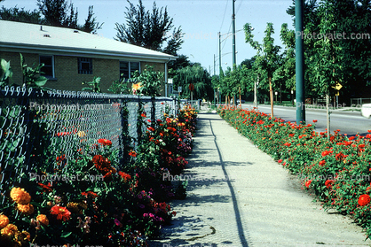 Sidewalk, flowers, Garden, August 1967, 1960s