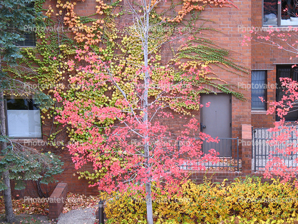 Tree, Brick Wall, Ivy, autumn