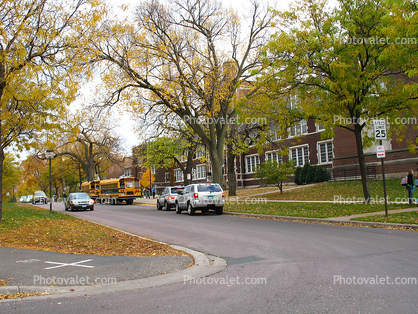 Street, Trees, School