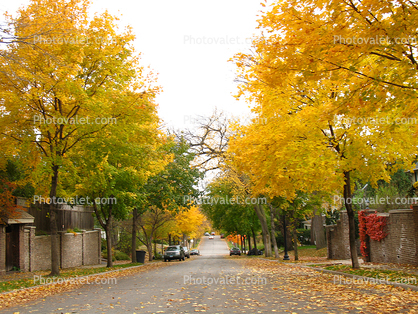 Yellow Trees, Leaves, Street, autumn