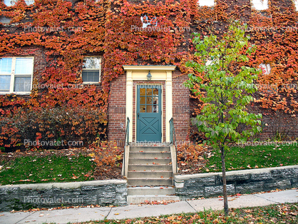 Door, Steps, Sidewalk, Ivy, Tree, Autumn