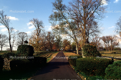 Pathway, Driveway, manicured bushes, trees, autumn, Lexington, home, house, residence, building