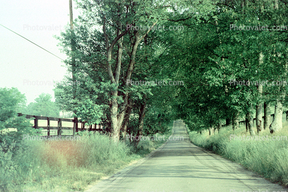 Dirt Road, Tree lined street, fence, fields