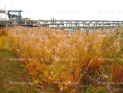 Marsh Reeds, Port Sanilac, Michigan