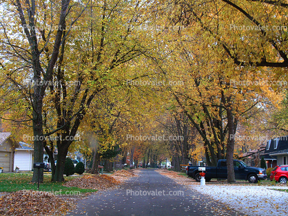 Tree lined street, road, neighborhood, City of Port Huron, autumn