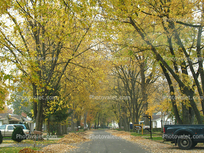 Tree lined street, road, neighborhood, autumn, City of Port Huron