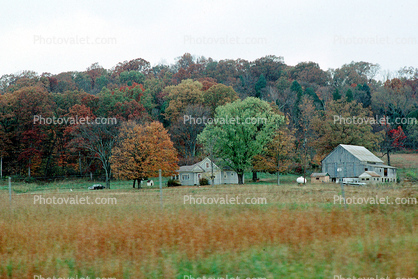 Fall Colors, Farm, Barn, Fields, home, house, building, autumn