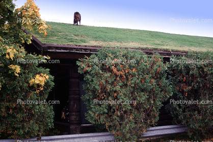 Grass sod roof, goats, Al Johnson's Swedish Restaurant, Green Bay Peninsula, Door County