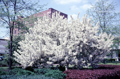 Tree Blossom Flowers, Springtime, blossoms