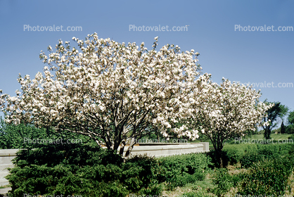 Tree Blossoms, Des Moines