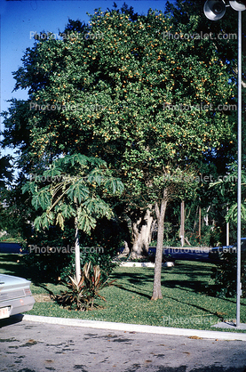 Mimosa Tree, December 1965