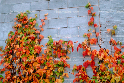Ivy, fall colors, Autumn, Vegetation, Flora, Plants, Wall, Exterior, Outdoors, Outside