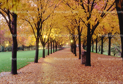 Tree lined sidewalk, Autumn, Deciduous, Twilight, Dusk, Dawn, Cottagecore