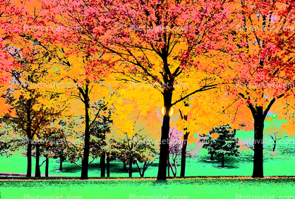 Autumn, Deciduous Trees, Fall Colors, Twilight, Dusk, Dawn, Paintography