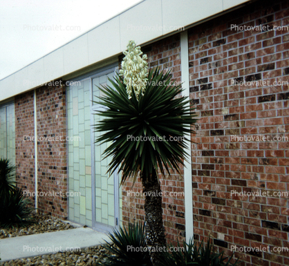 Brick Walls, Motel Yucca, Forest City, Banana Yucca, (Yucca baccata), Monocot, Asparagales, Asparagaceae, Agavoideae, Yucca Plant