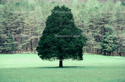 Lone Tree, Cades Cove