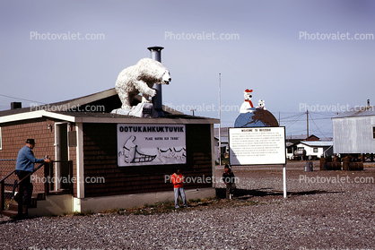 Polar Bear, Ootukahkuktuvik "Place having old things" (Old Museum), Kotzebue,  July 1969