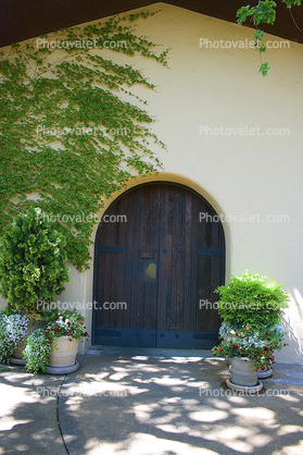 Arch Doorway, Ivy, Tree Shadow, Napa Valley