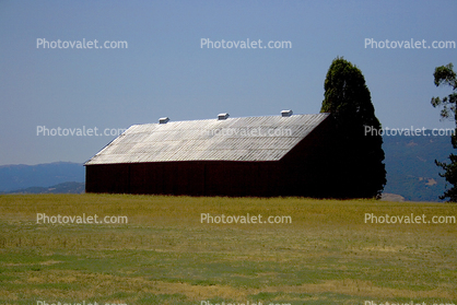 Barn, Field, Tree, Lakeville, Sonoma County
