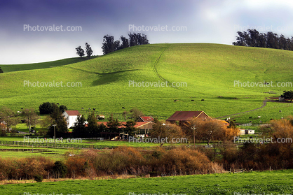 Buildings, Fields, Trees, Dairy, Two-Rock, Sonoma County