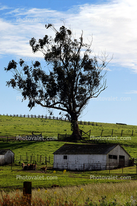 Big Tree, Barn, Valley Ford in Sonoma County