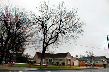 Bare Tree, house, Gustine, Merced County