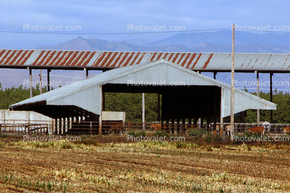 metal barn, Gustine
