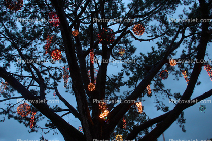 Tree with Lights, Point Reyes Station, Marin County, town
