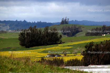 Bloomfield, Sonoma County, Trees, Yellow Flower Fields