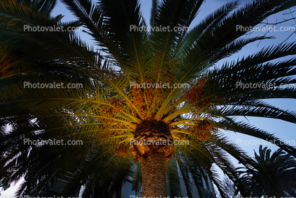 Palm Tree Sparkle
