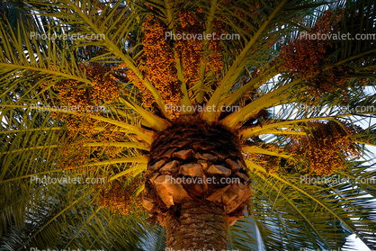 Palm Tree Sparkle