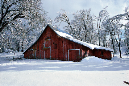 Red Barn in the Snow, Trees, Ice, Cold, Frozen, Icy, Winter, Mariposa County