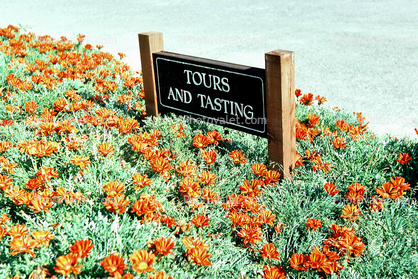 Tours and Tasting, Franciscan Winery, Napa Valley, 1978, 1970s