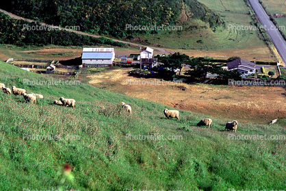 Sheep Grazing, Hills, The Lost Coast, Humboldt County