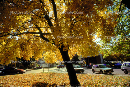 Plumas County, Cars, leaves, Quincy, autumn