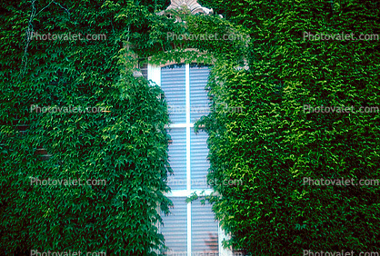 Ivy, window