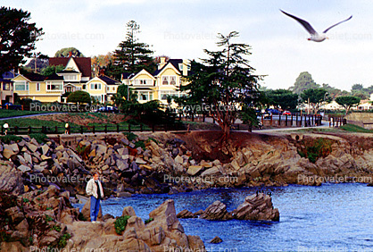 inn, Pacific Grove, seagull, rocks, water, Pacific Ocean
