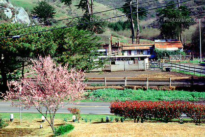 Blossom, Tree, Home, House, Highway-1, Muir Beach, Marin County