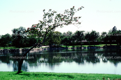 Lake, Trees, Marysville