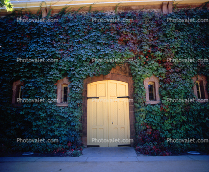 Door, doorway, entrance, entryway, Ivy, windows, Napa Valley