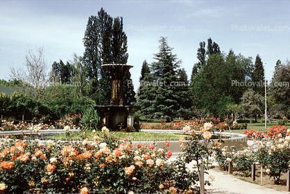 Gardens, Water Fountain, aquatics