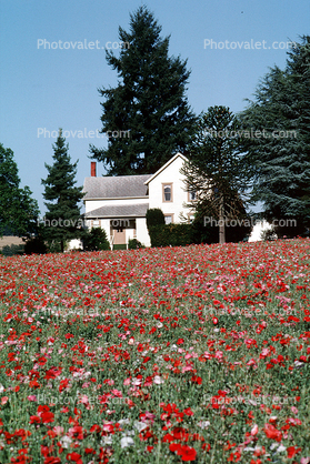 flower fields, home, house, building