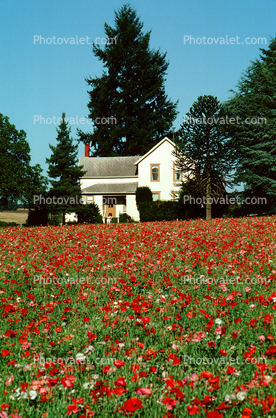 flower fields, home, house, building 